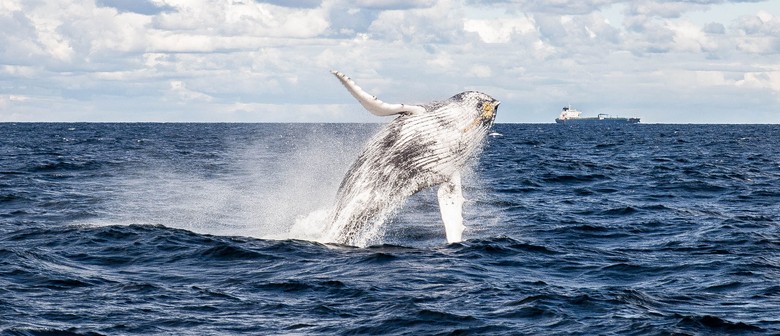 Luxury Whale Watching