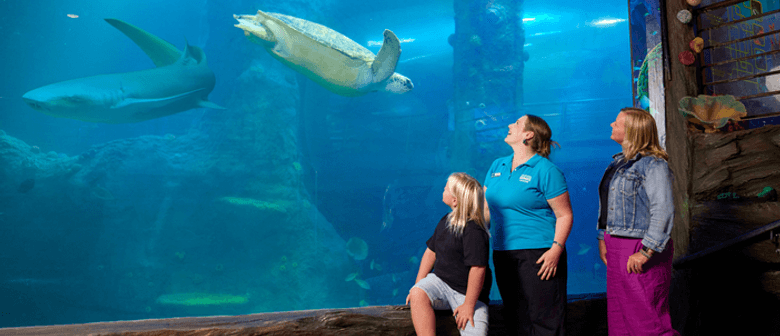 Turtle Rescue Adventure Family watching the turtles at SEA LIFE Melbourne Aquarium