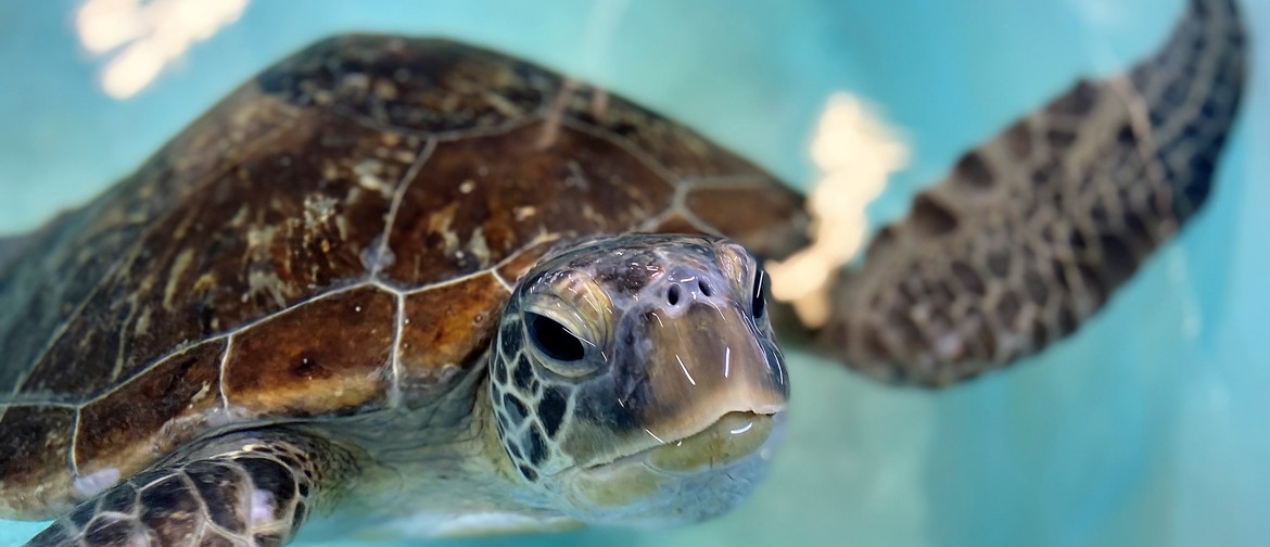A Turtle-tastic Adventure A Turtle-tastic Adventure