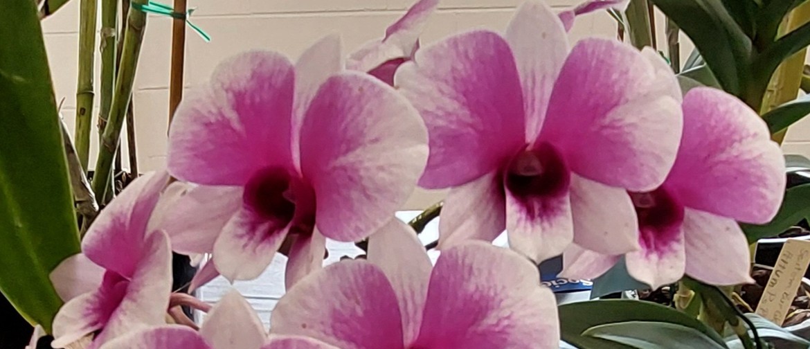 Aspley Orchid Society May Show Aspley Orchid Society May Show