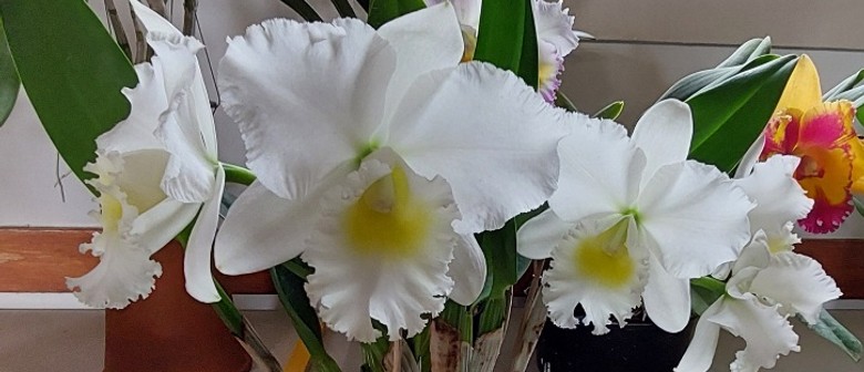 Aspley Orchid Society May Show