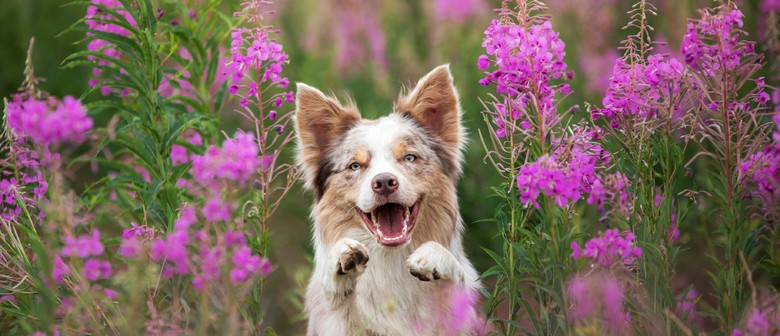 Top Dog Film Festival 2025 : A Celebration of Canine Connections