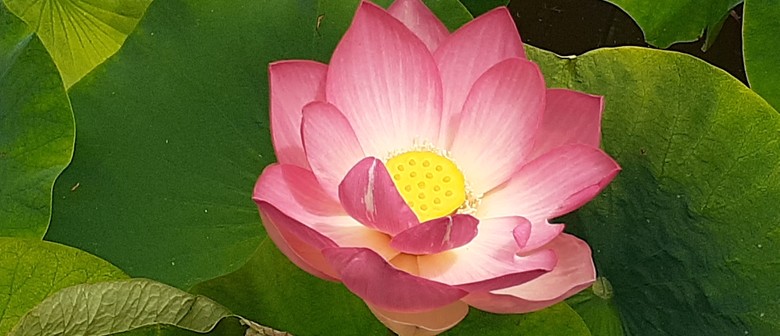 Meditations on the Stages of the Path to Enlightenment