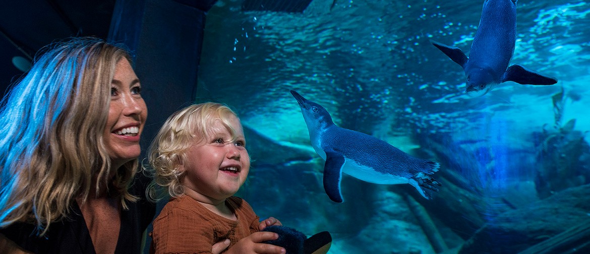 It’s a Penguin Party Family enjoying a penguin encounter at SEA LIFE Sunshine Coast Aquarium