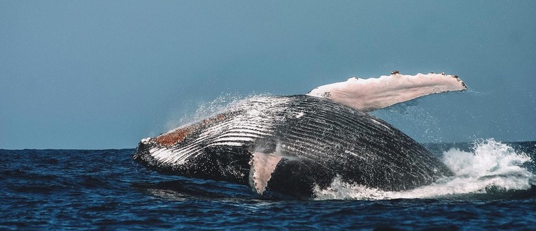 Brekkie or Lunch with the Whales