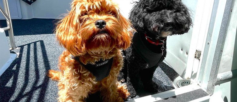 Dogs on Deck Harbour Cruise