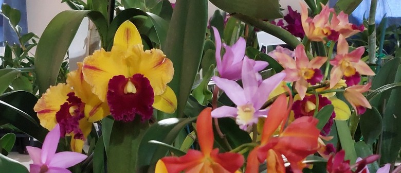 Aspley Orchid Society Summer Show