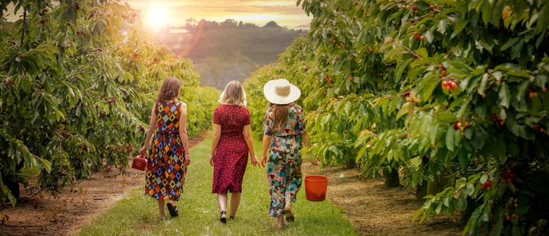 Twilight Cherry Picking