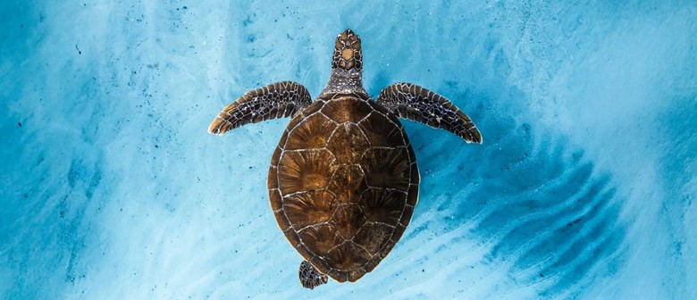 Ocean Film Festival World Tour 2026