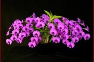 Image for NT Orchid Spectacular 2026